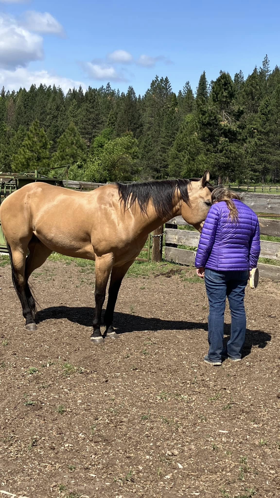 Horses and visitors in the pasture at Willow Creek Ranch